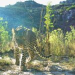 Cape Leopard