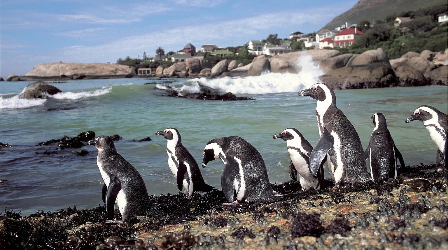 boulders beach