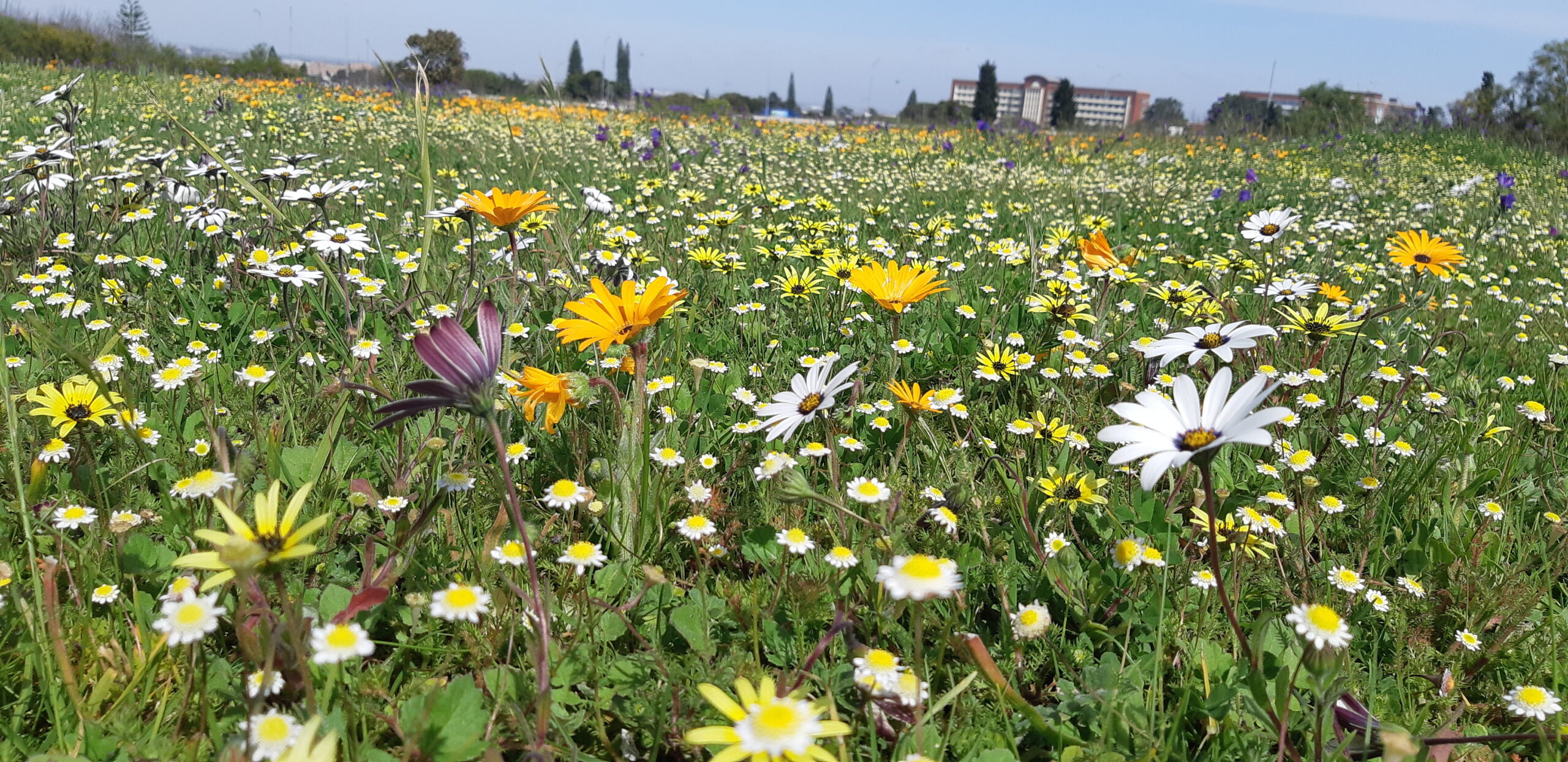 spring flowers